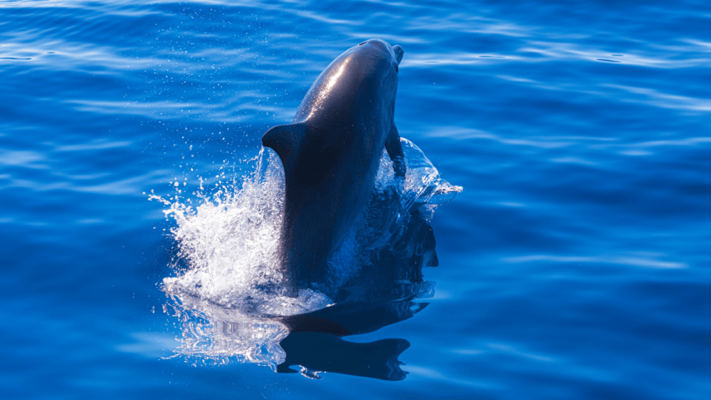Rejsy obserwacyjne delfinów w okolicach wyspy Lošinj