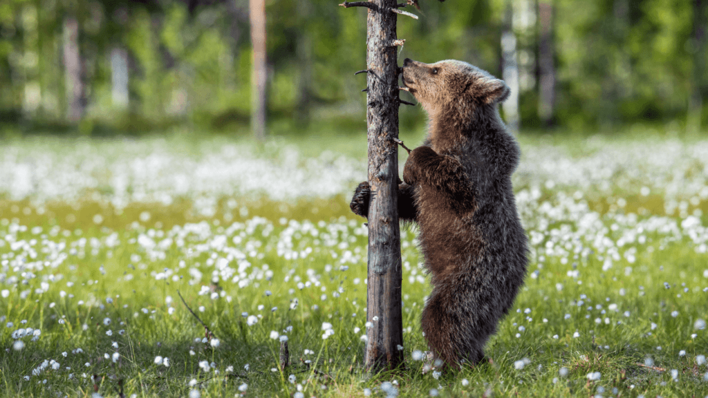 Rezerwat niedźwiedzi w Kuterevo 