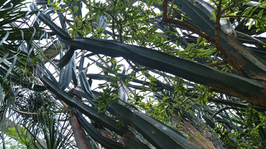 Palmiarnia Poznańska - Magazyn Travelist