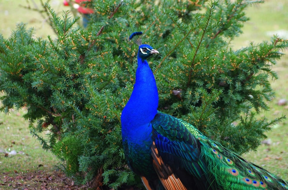 Pieszczany, Słowacja 